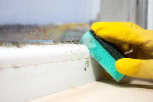 Best Certified Mold Removal  in Desoto Lakes, FL